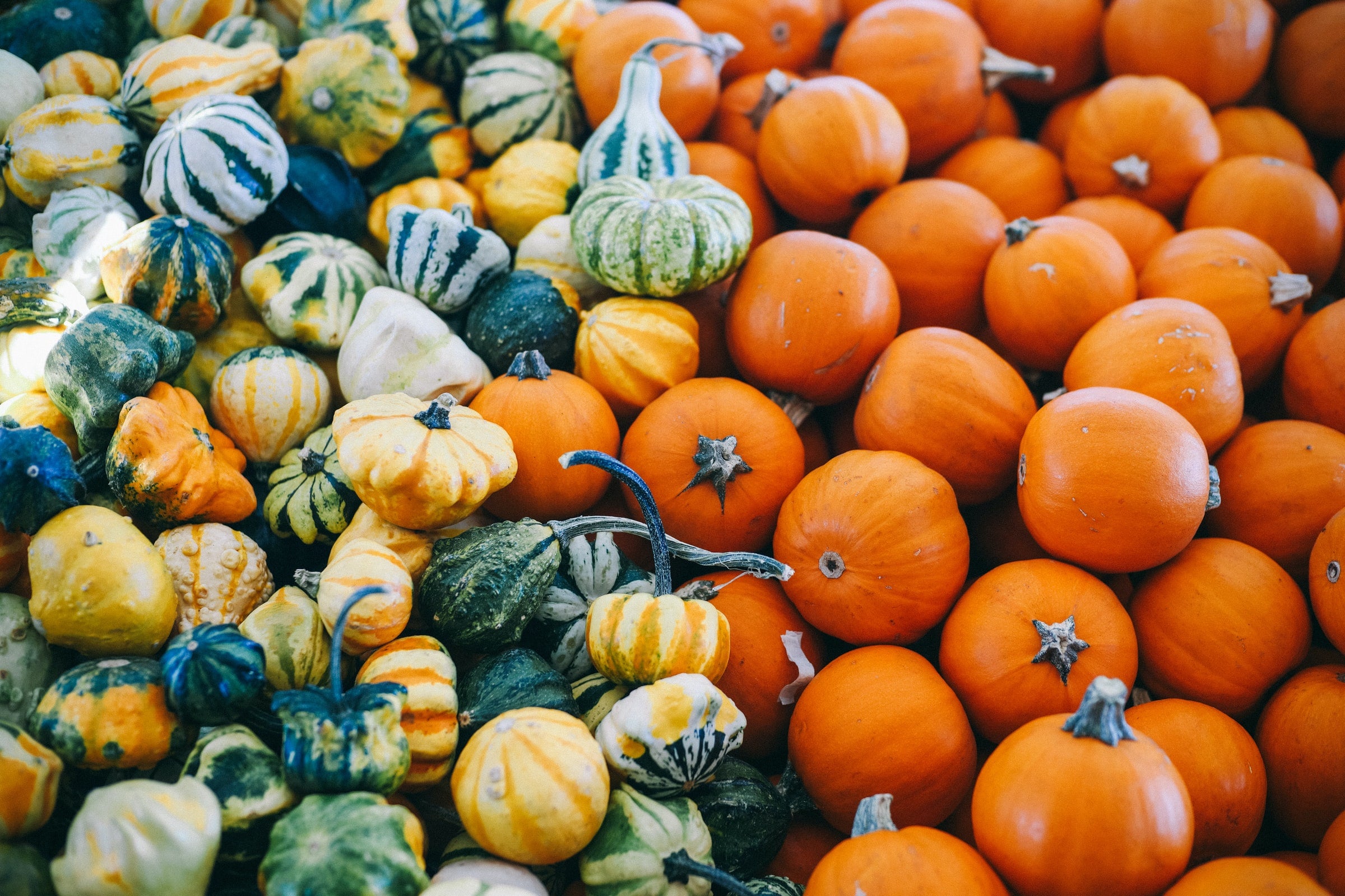 Squash Seeds