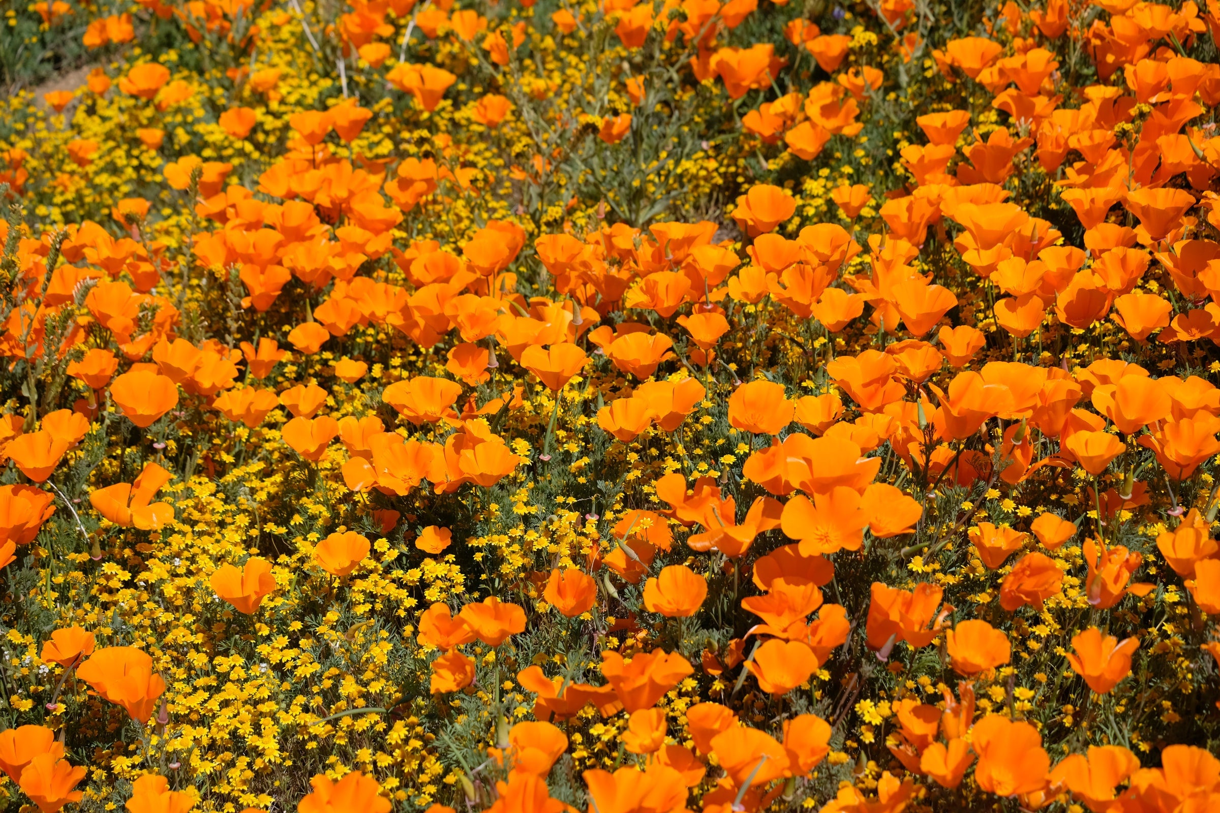 California Poppy Seeds