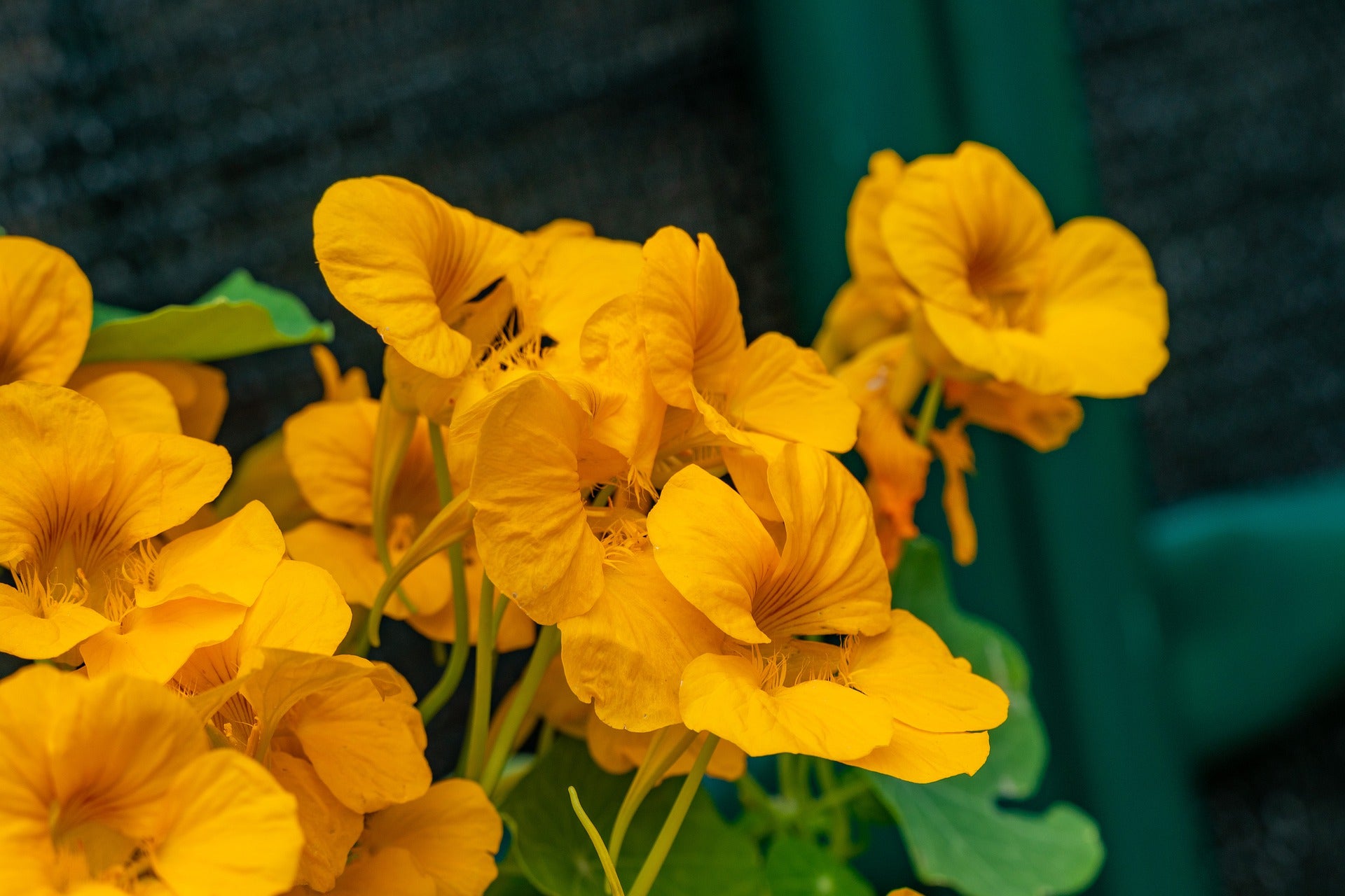 Nasturtium Seeds