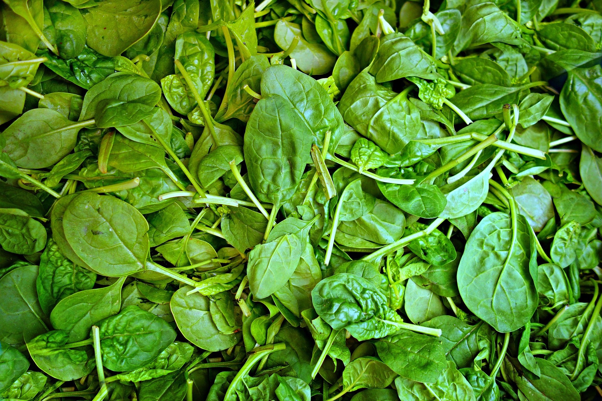 Spinach Seeds