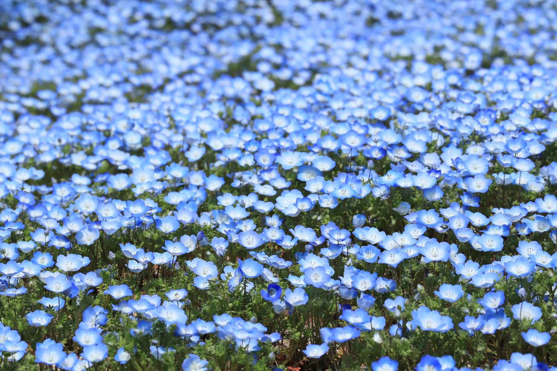 Nemophila Seeds