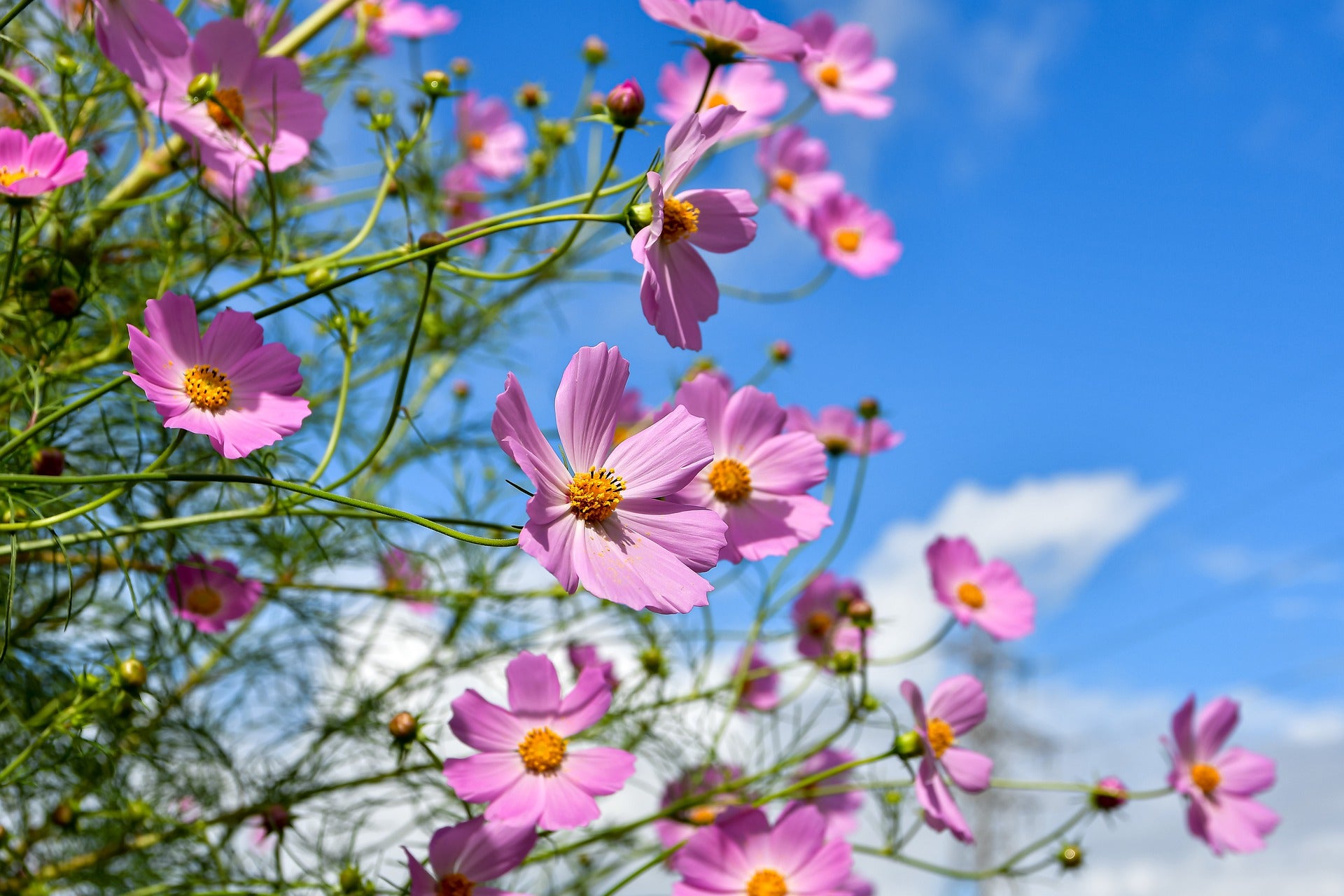 Cosmos Seeds