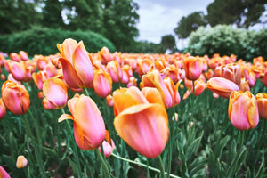 Pink and peach colored tulips in a field