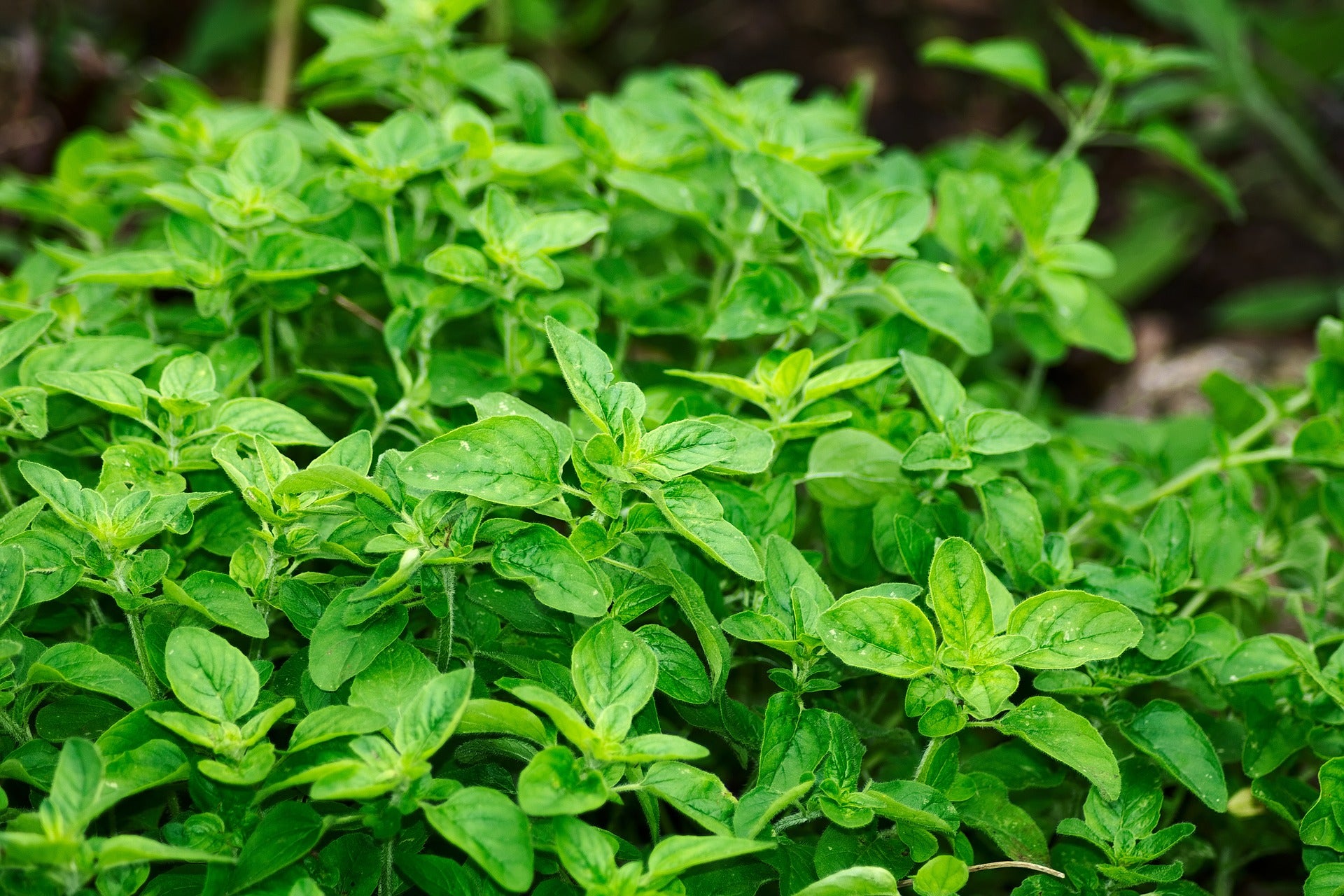 Oregano Seeds