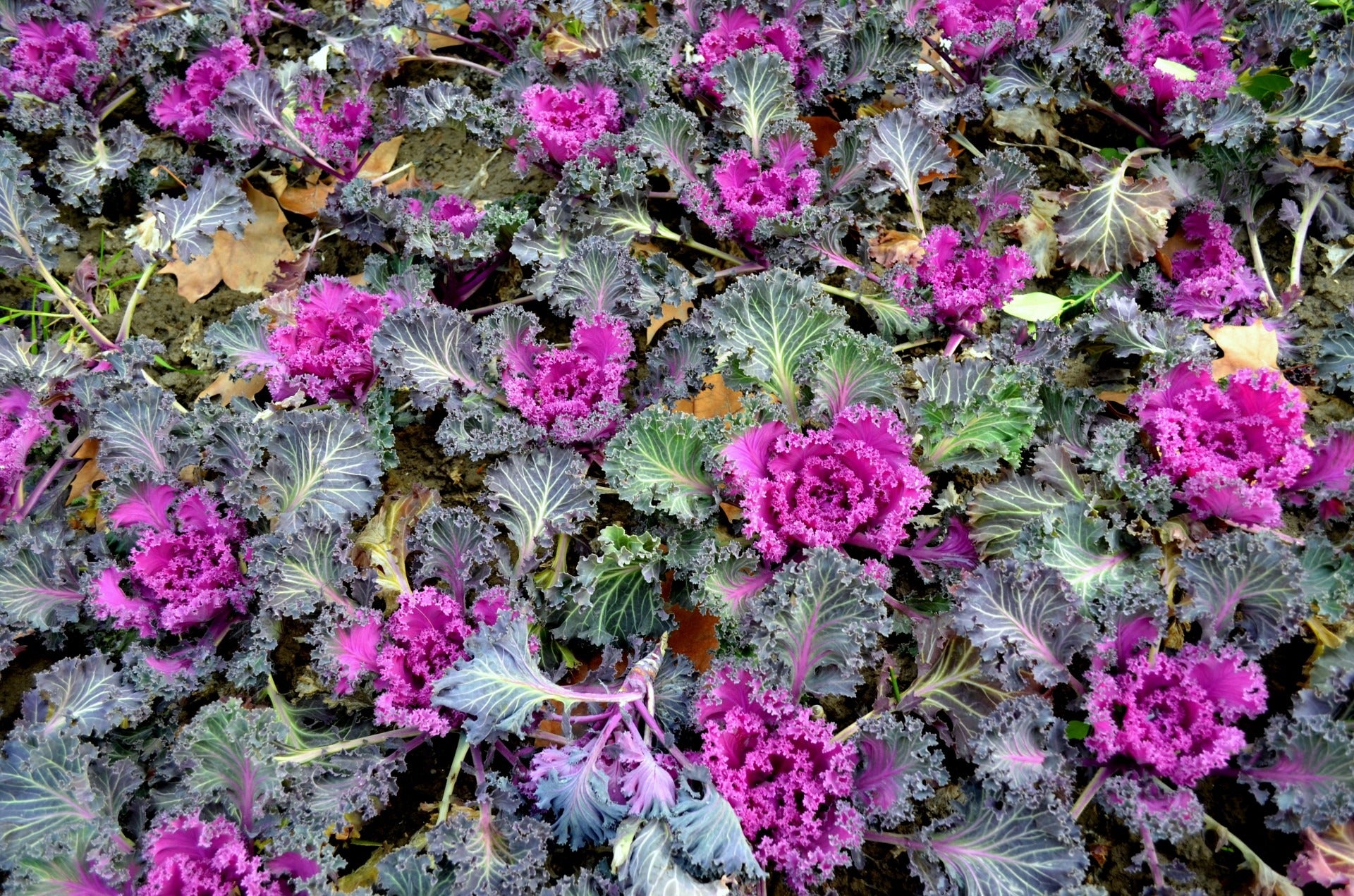 Ornamental Kale Seeds