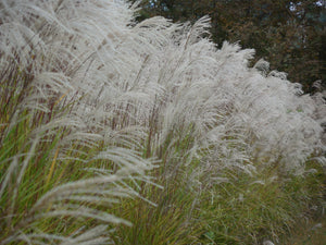 Ornamental Grass Seeds