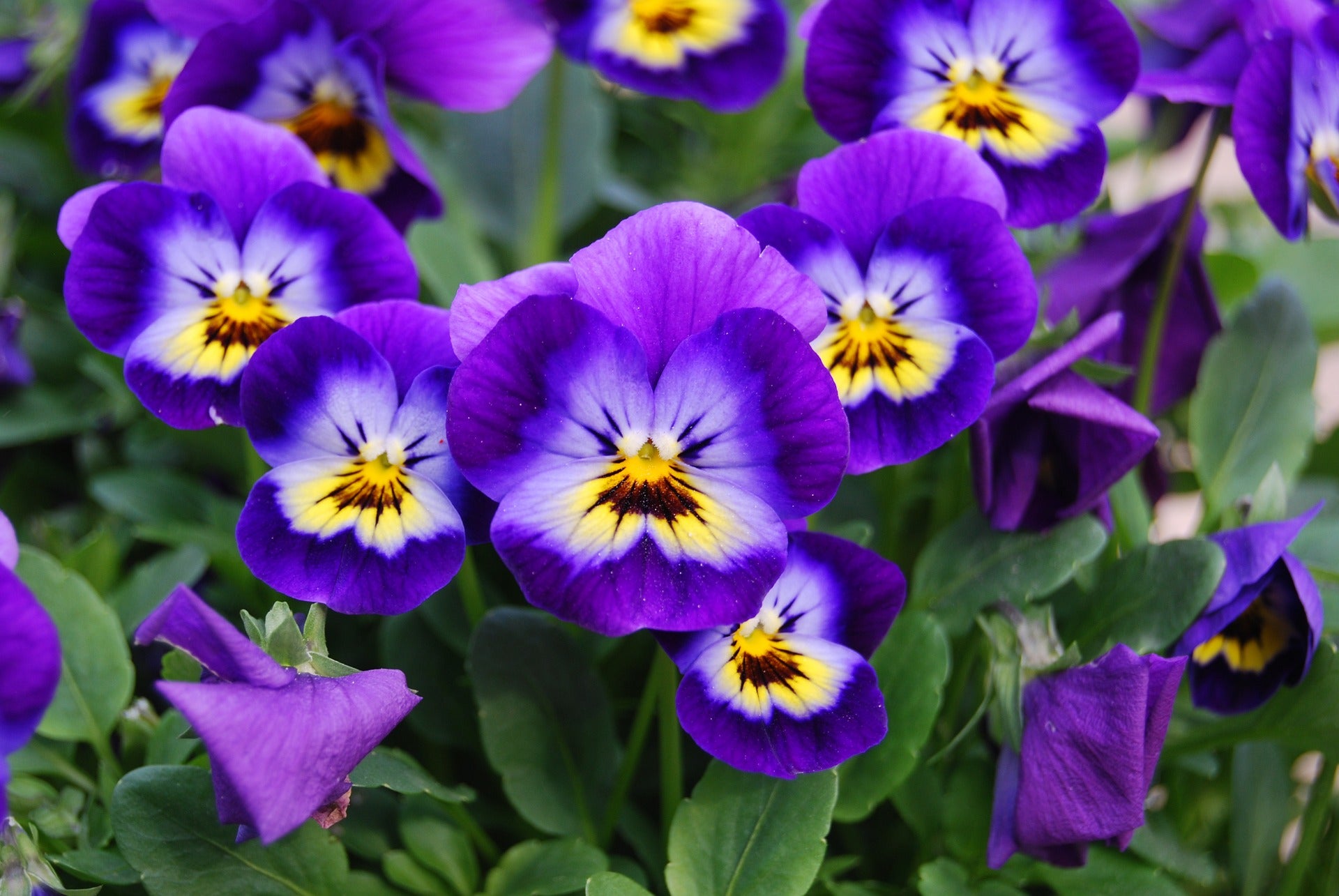 Viola Seeds