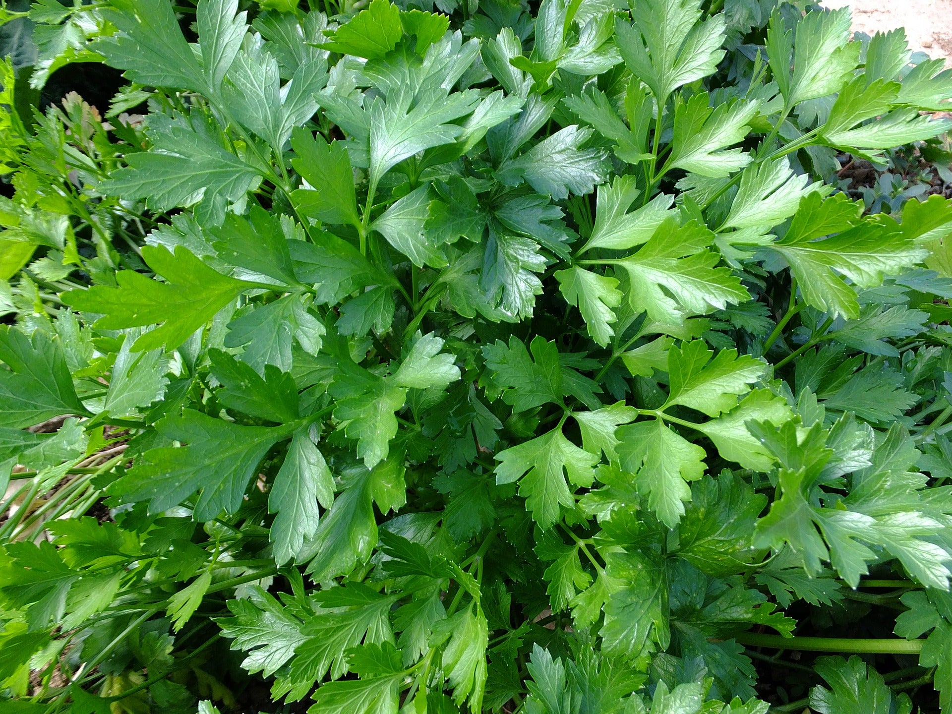 Parsley Seeds