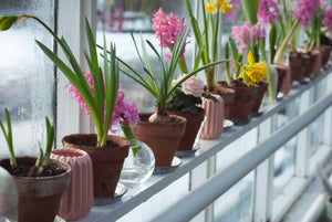 potted flowers inside along a window sill