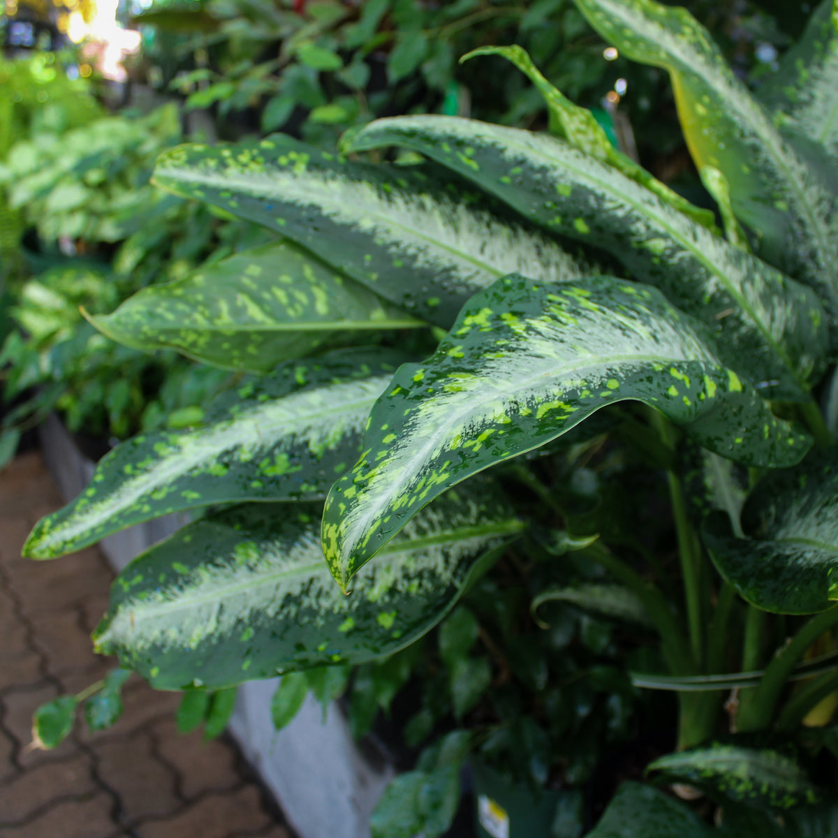 Tropicals & Houseplants