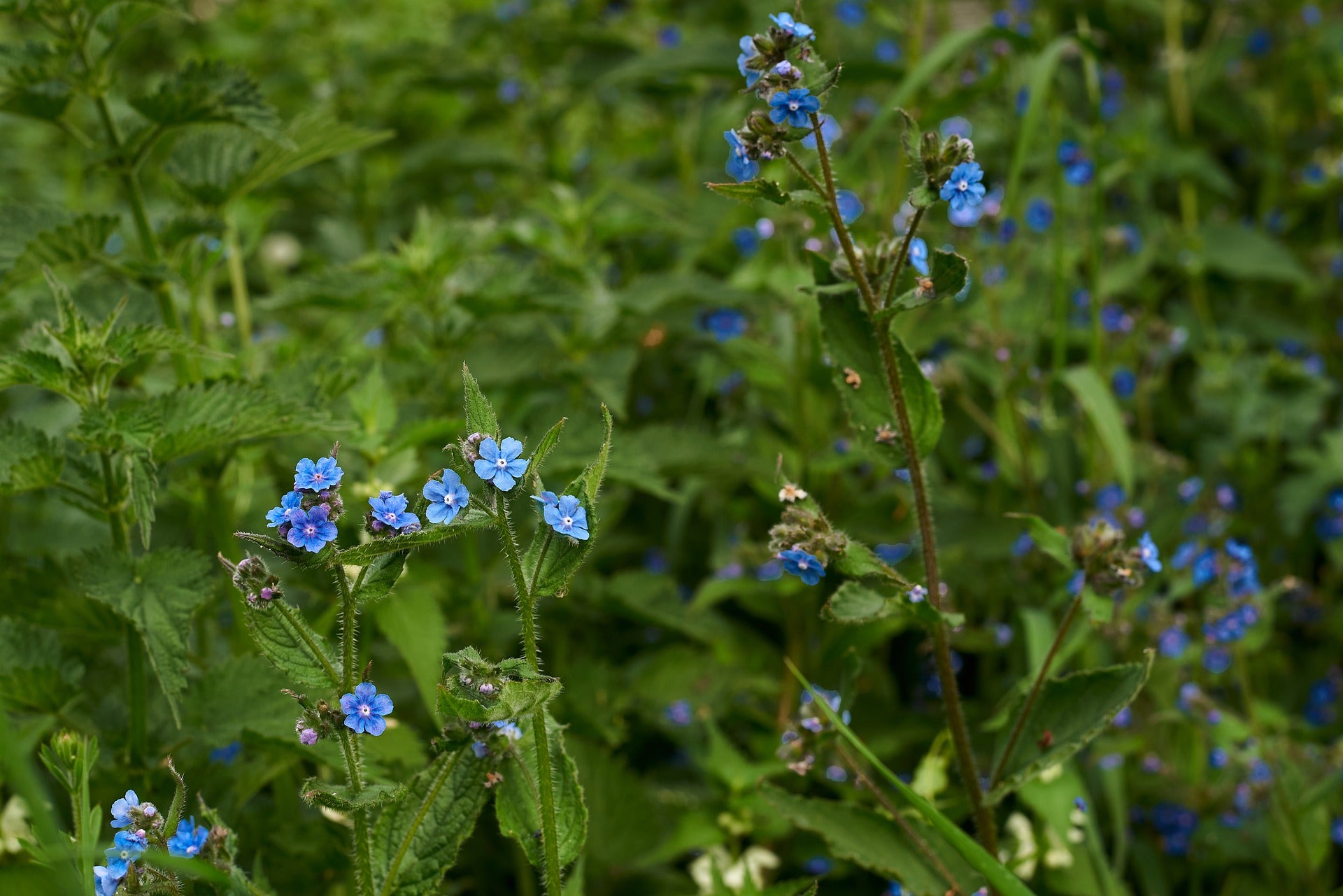 Cynoglossum Seeds (Chinese Forget-Me-Nots)