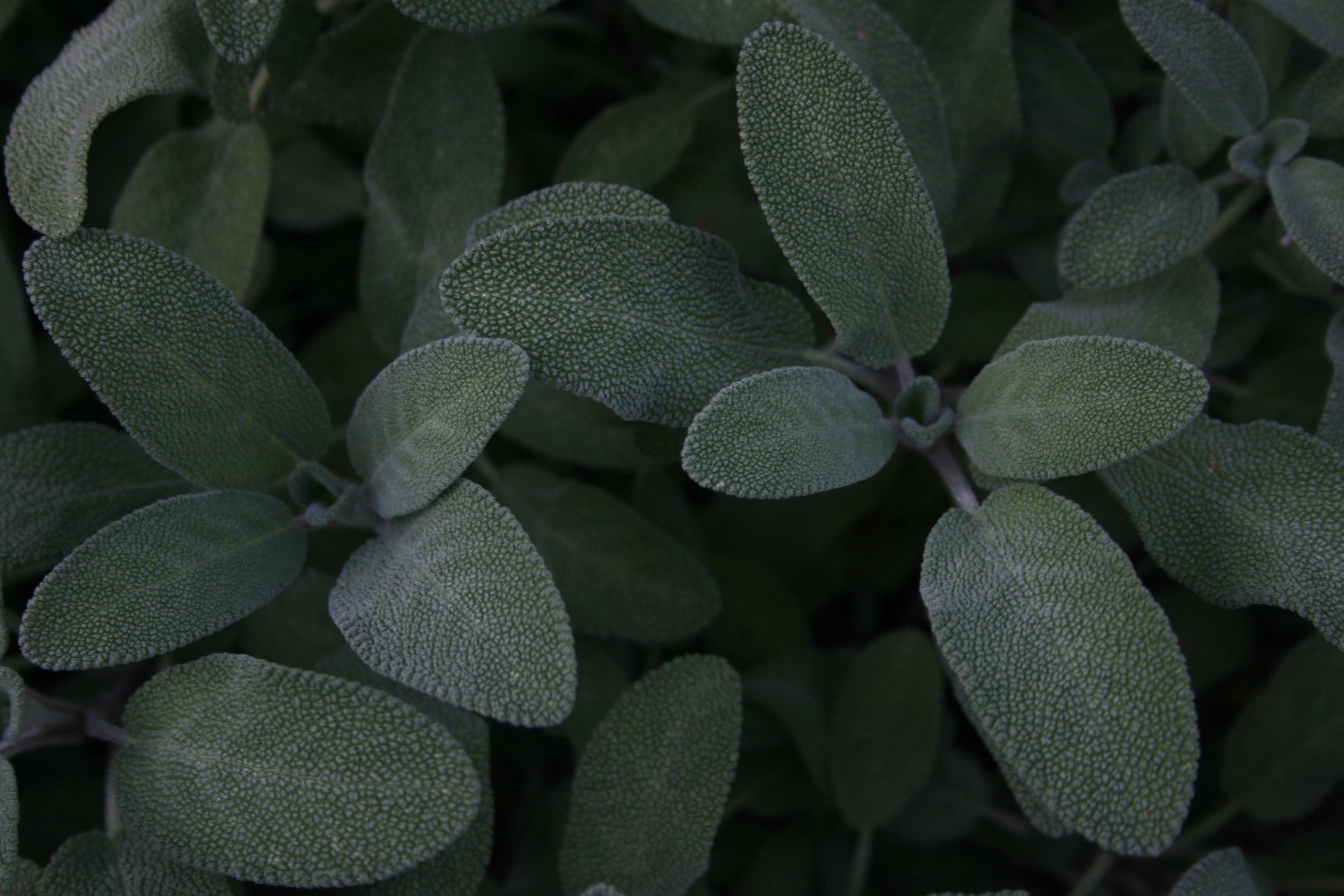 Sage Seeds