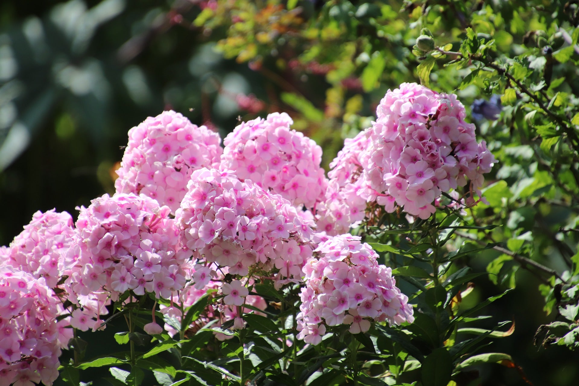 Phlox Seeds