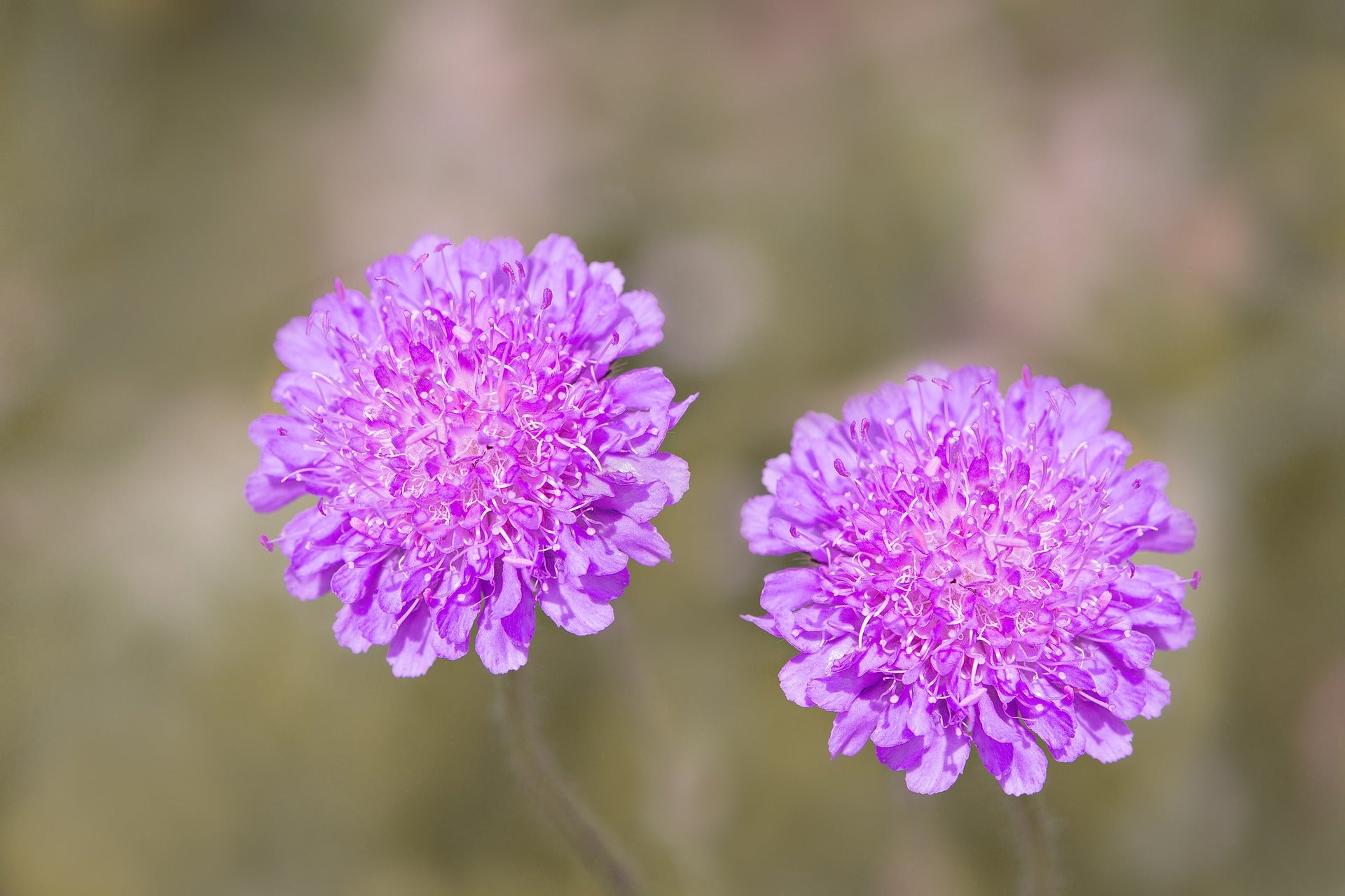 Scabiosa Seeds (Pincushion)