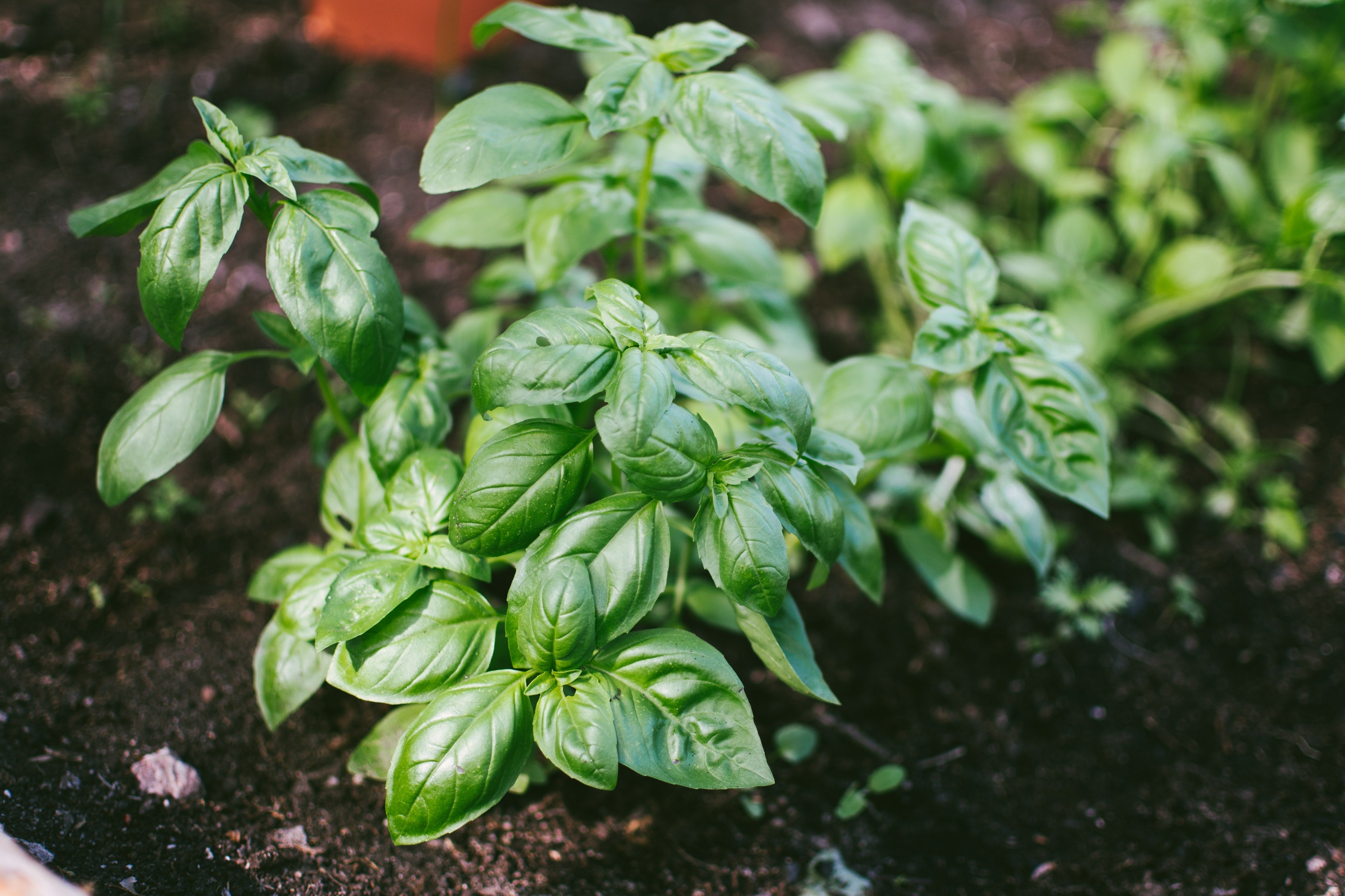 Basil Seeds