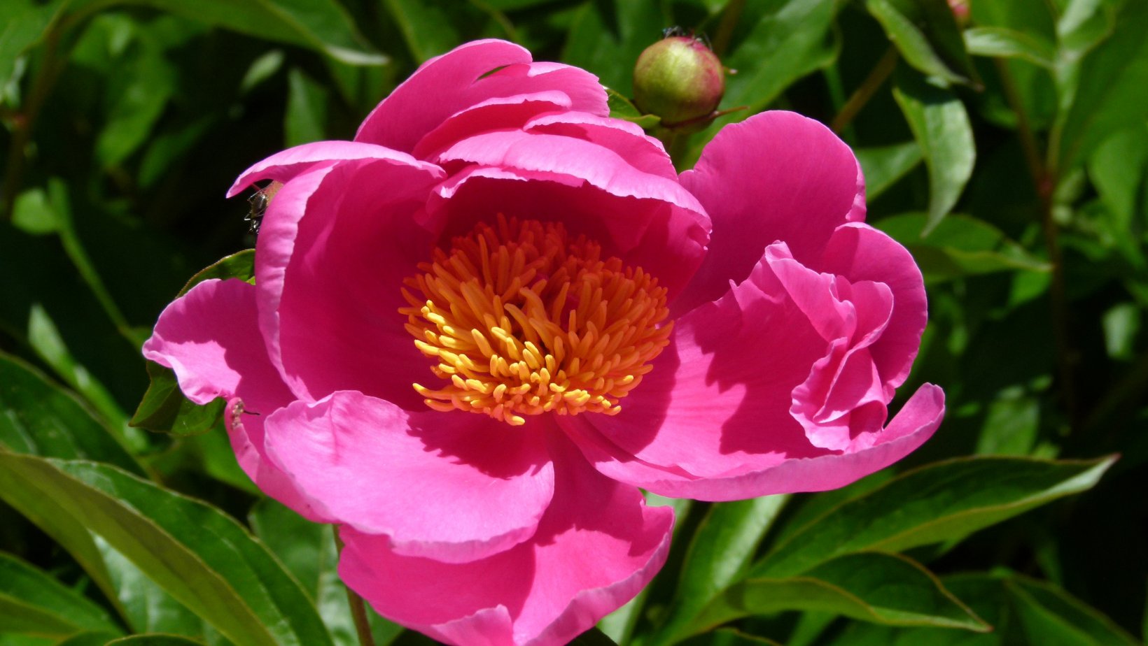 Peony Bulbs