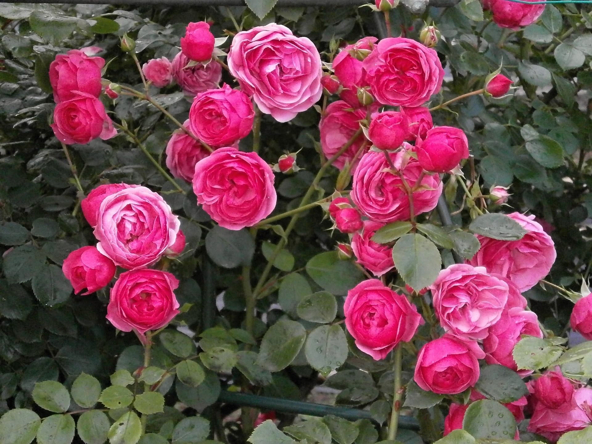 Miniature Roses