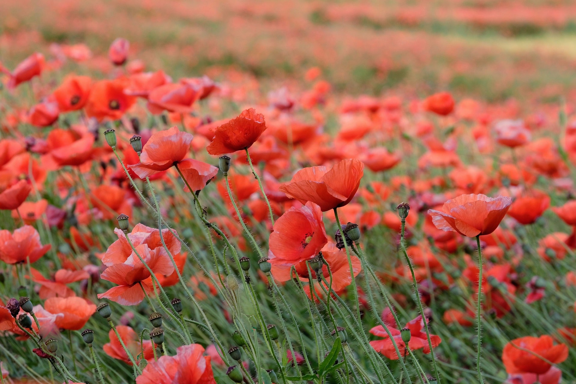 Poppy Flower Seeds