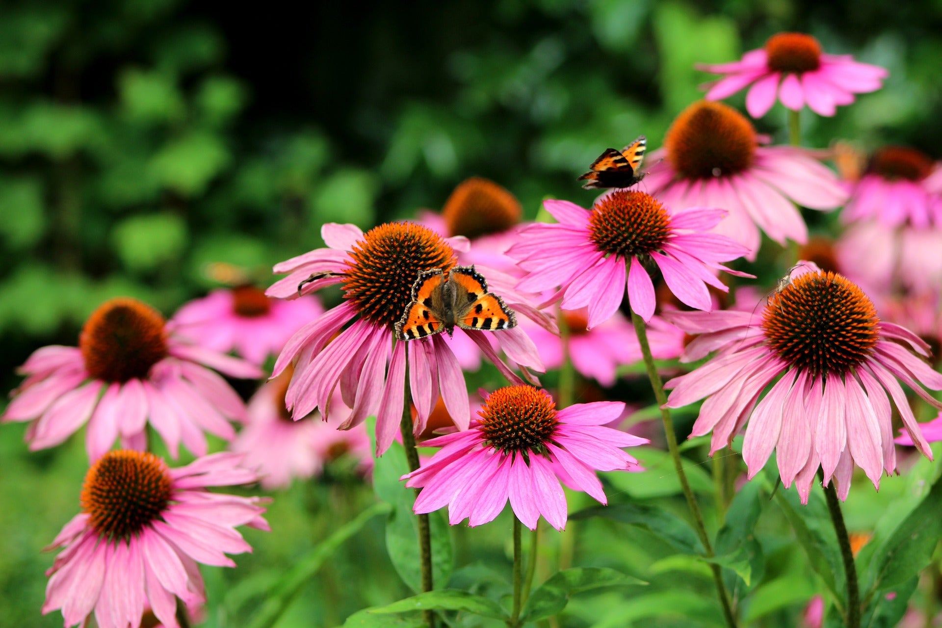 Echinacea Seeds