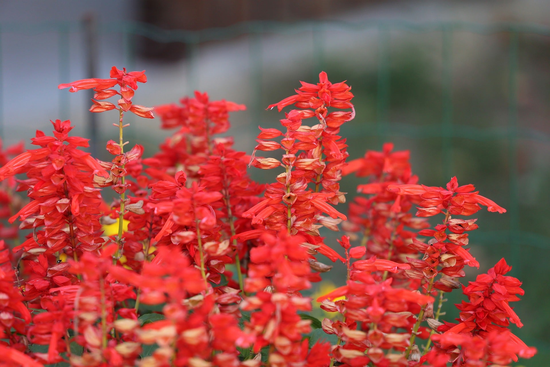 Salvia Seeds