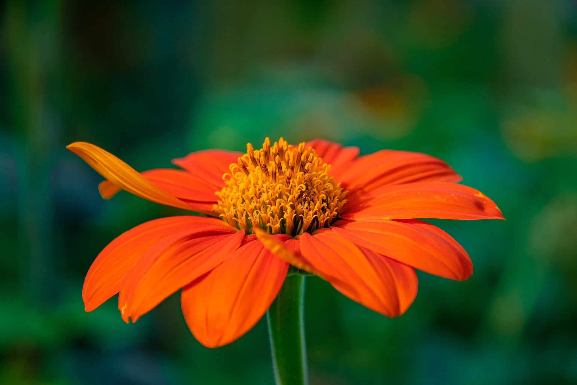 Tithonia Seeds