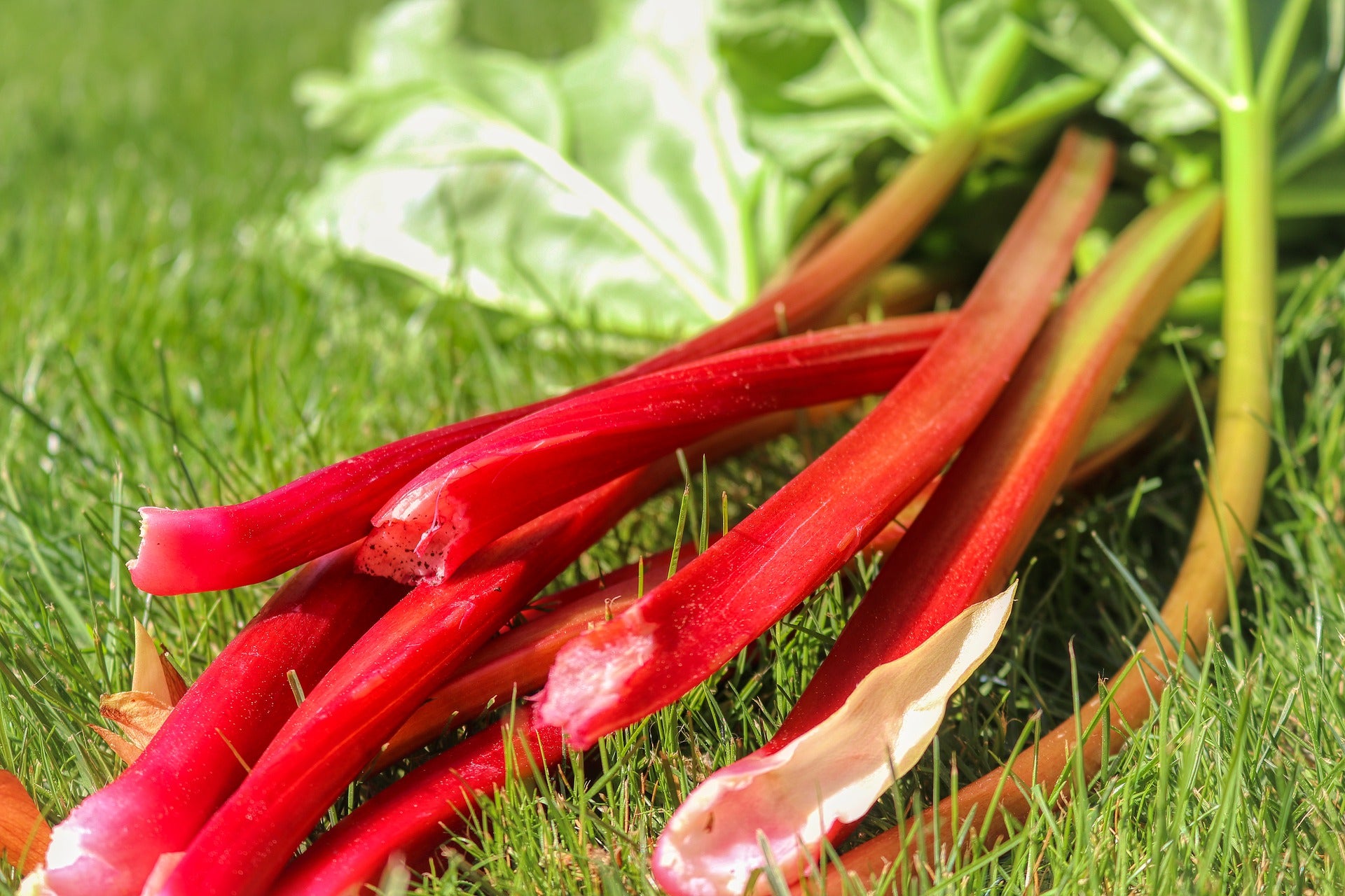 Rhubarb Plants