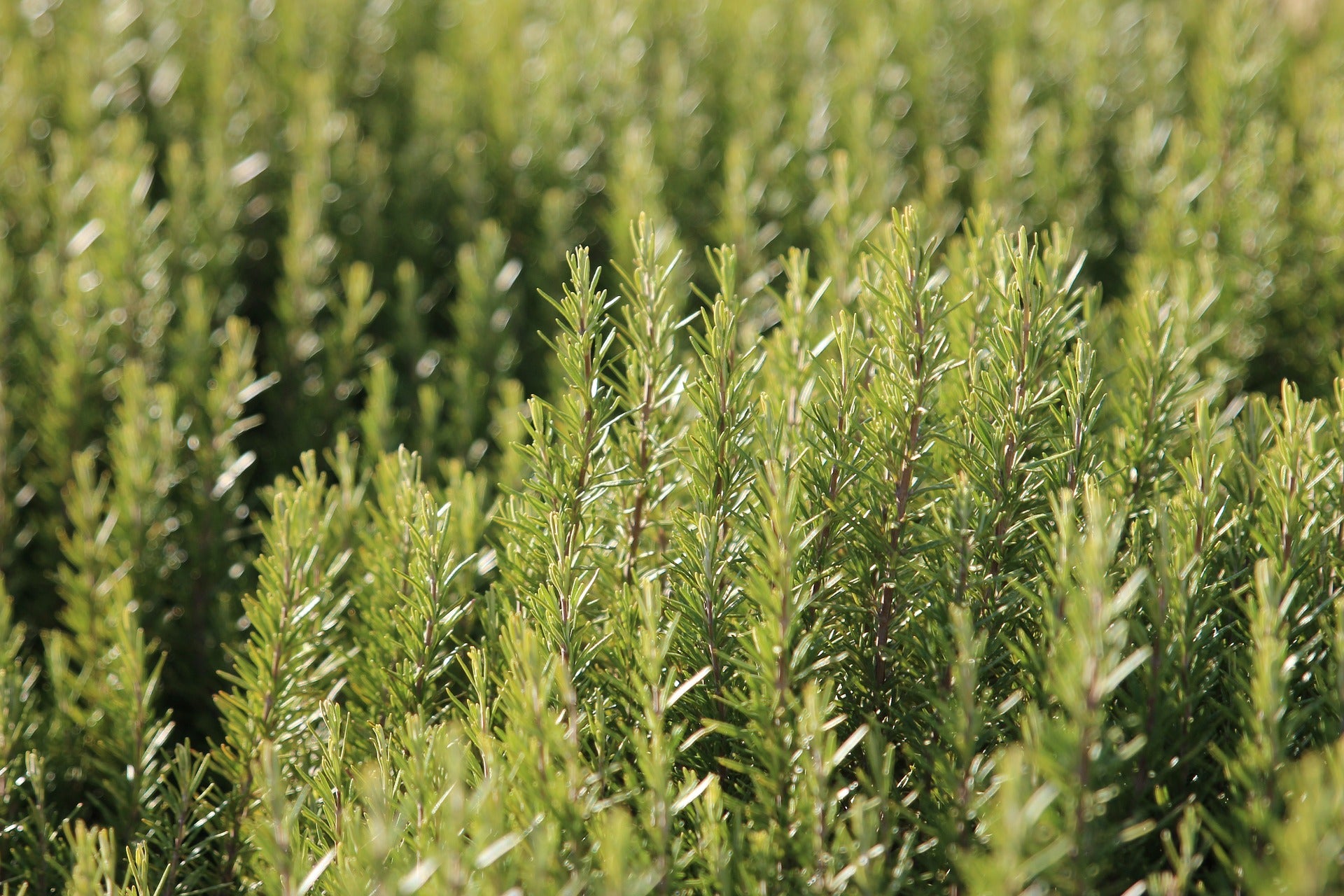 Rosemary Seeds