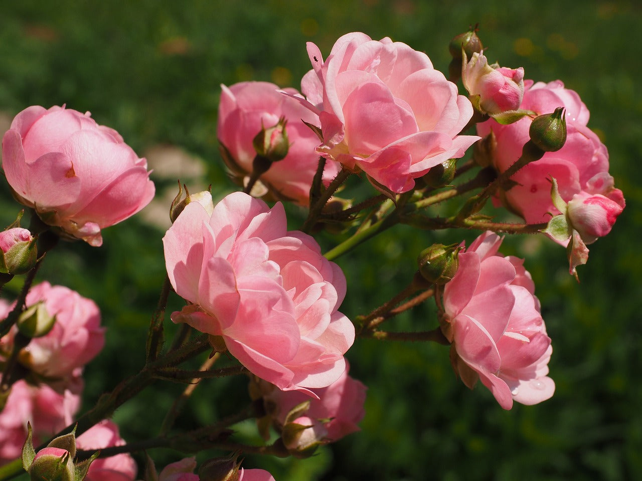 Cold Hardy Roses