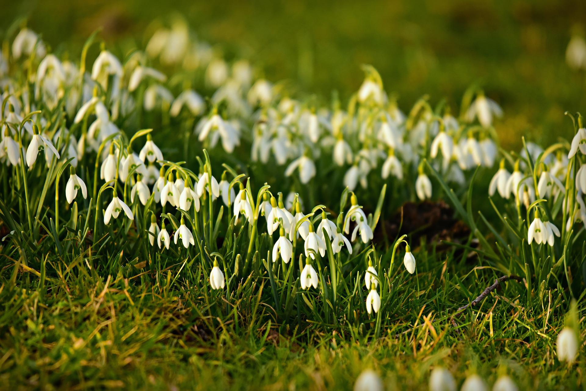  Galanthus Snowdrops