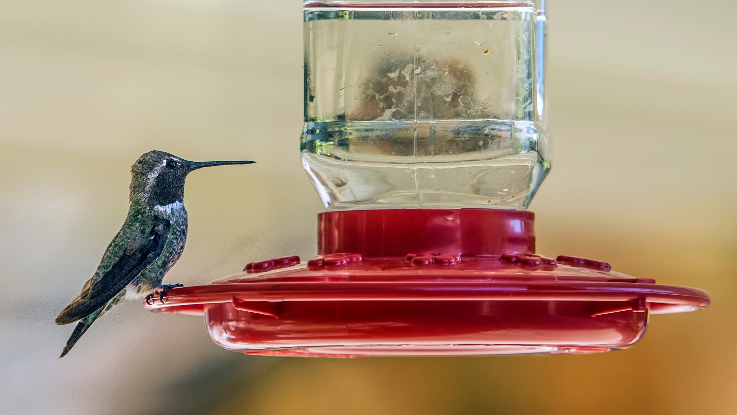 Backyard Birding & Wildlife