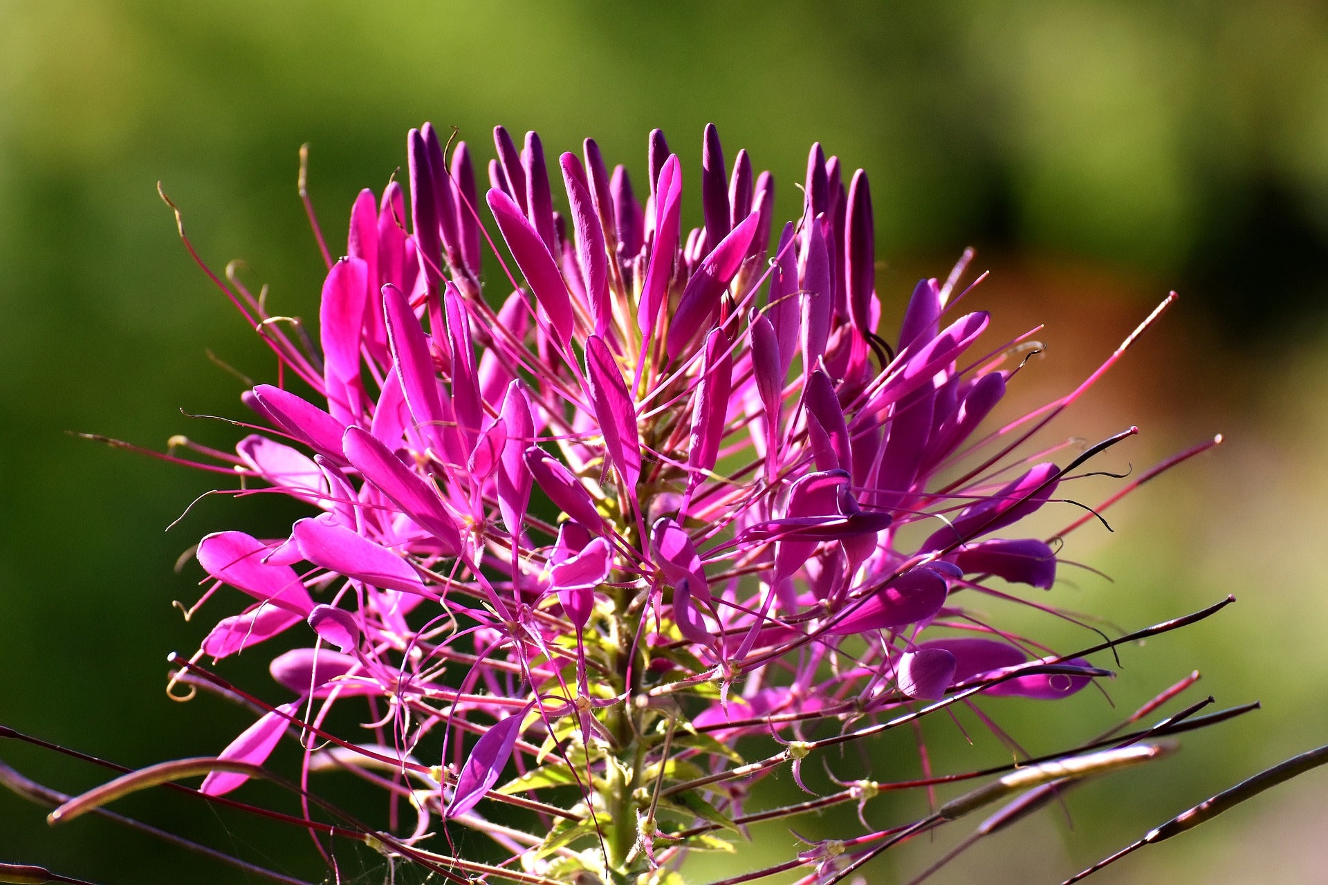 Cleome Seeds (Spider Flower)