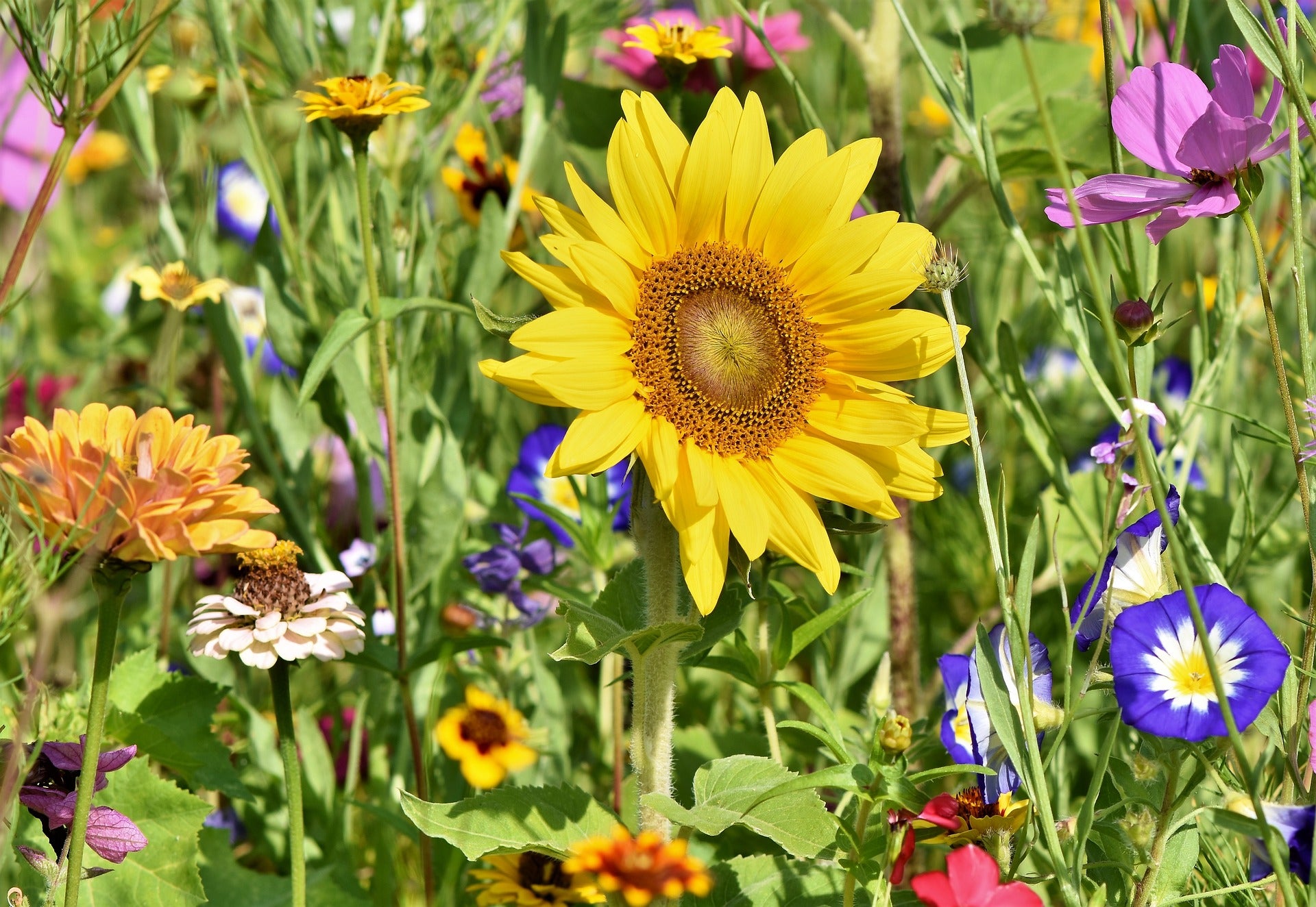 Wildflower Seeds