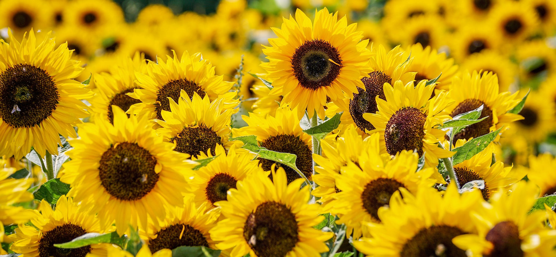 Sunflower Seeds