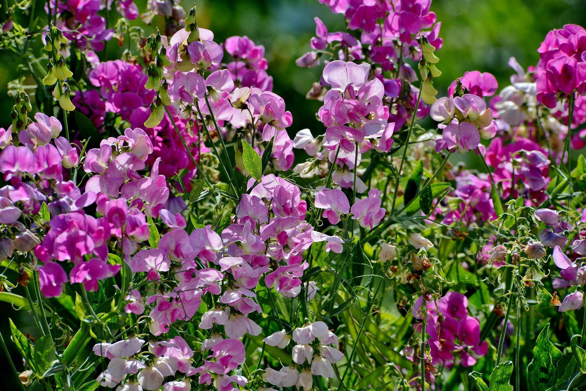 Sweet Pea Seeds