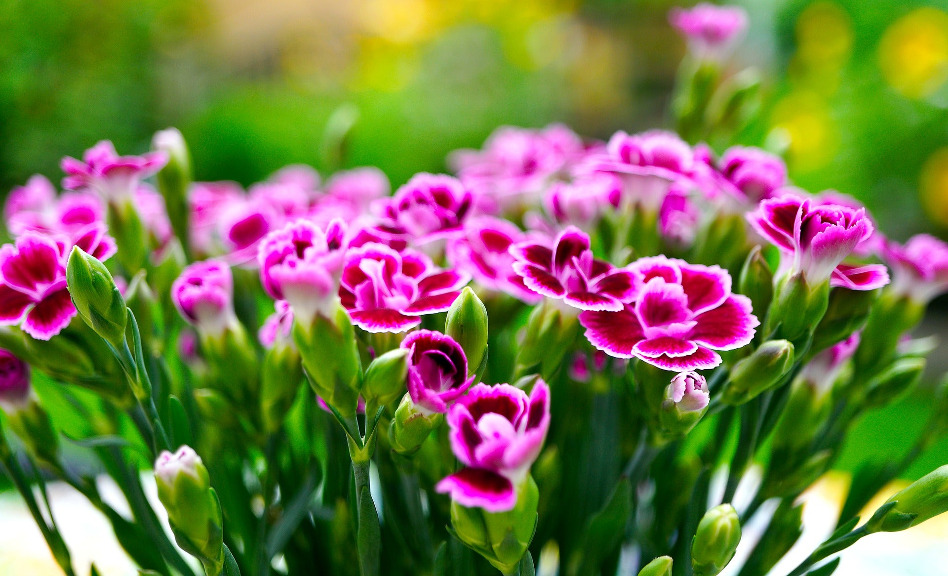 Dianthus Seeds