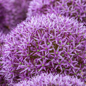 Purple allium flowers