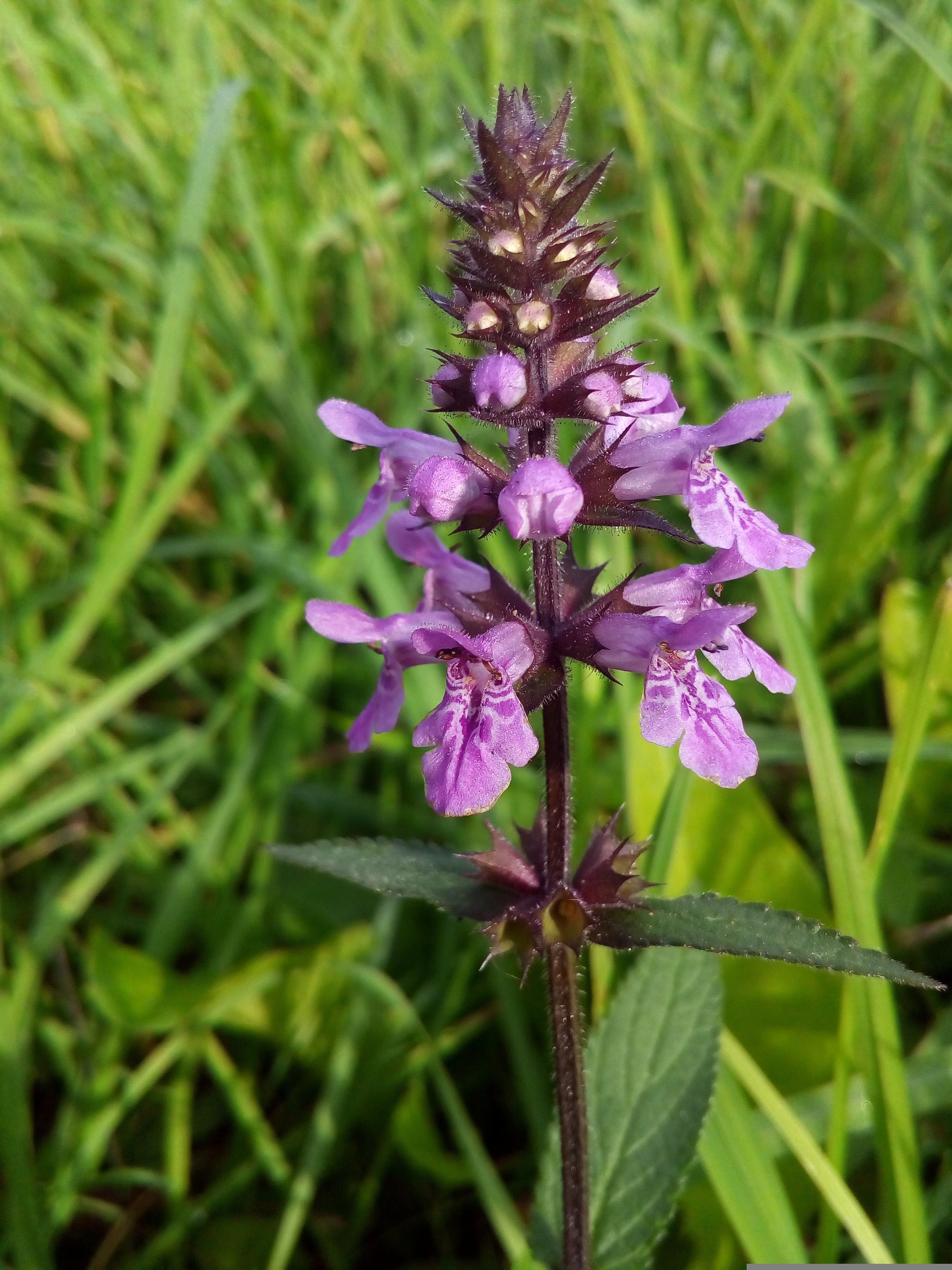 Physostegia Plants