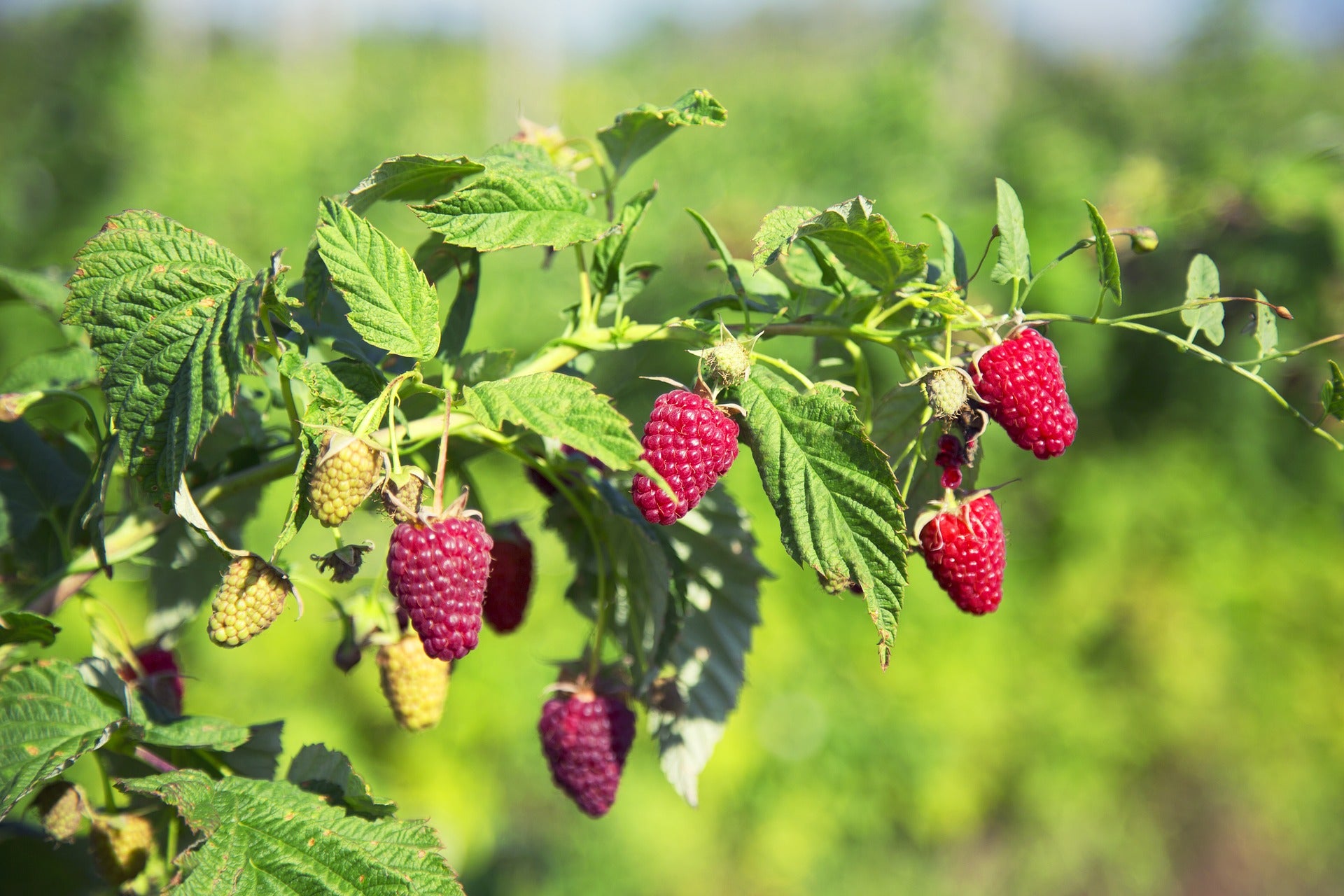 Raspberry Plants