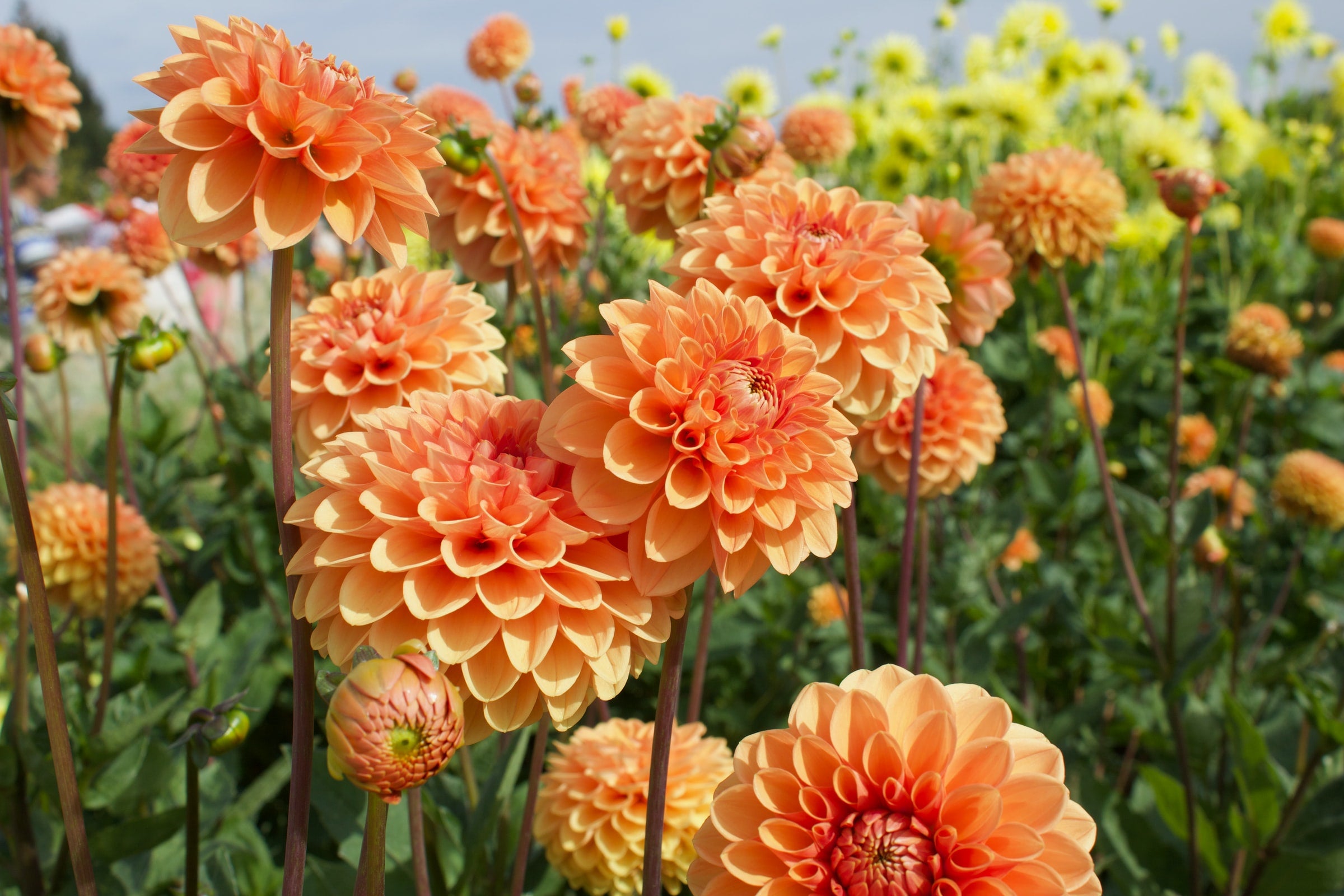 Dahlia Tubers