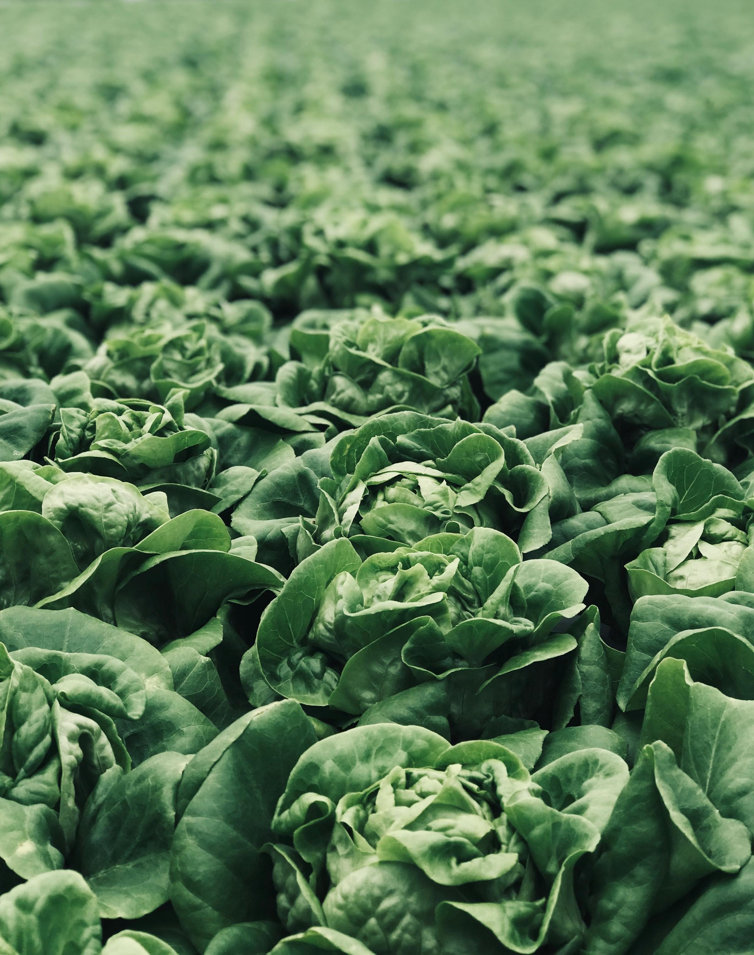 Heads of buttercrunch lettuce