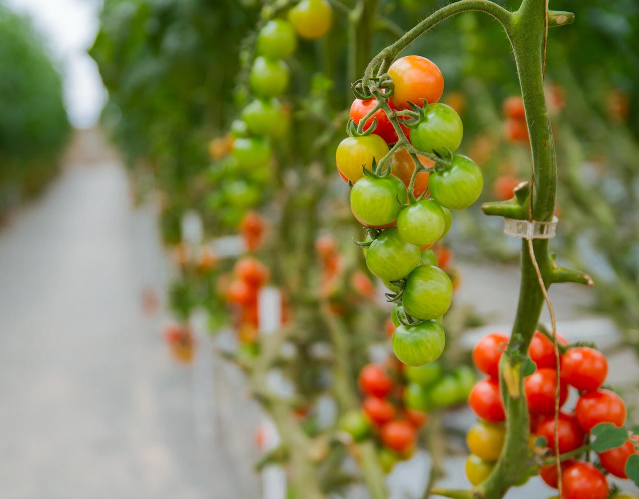 Hydroponics Organic or Cannabis Growing Systems 