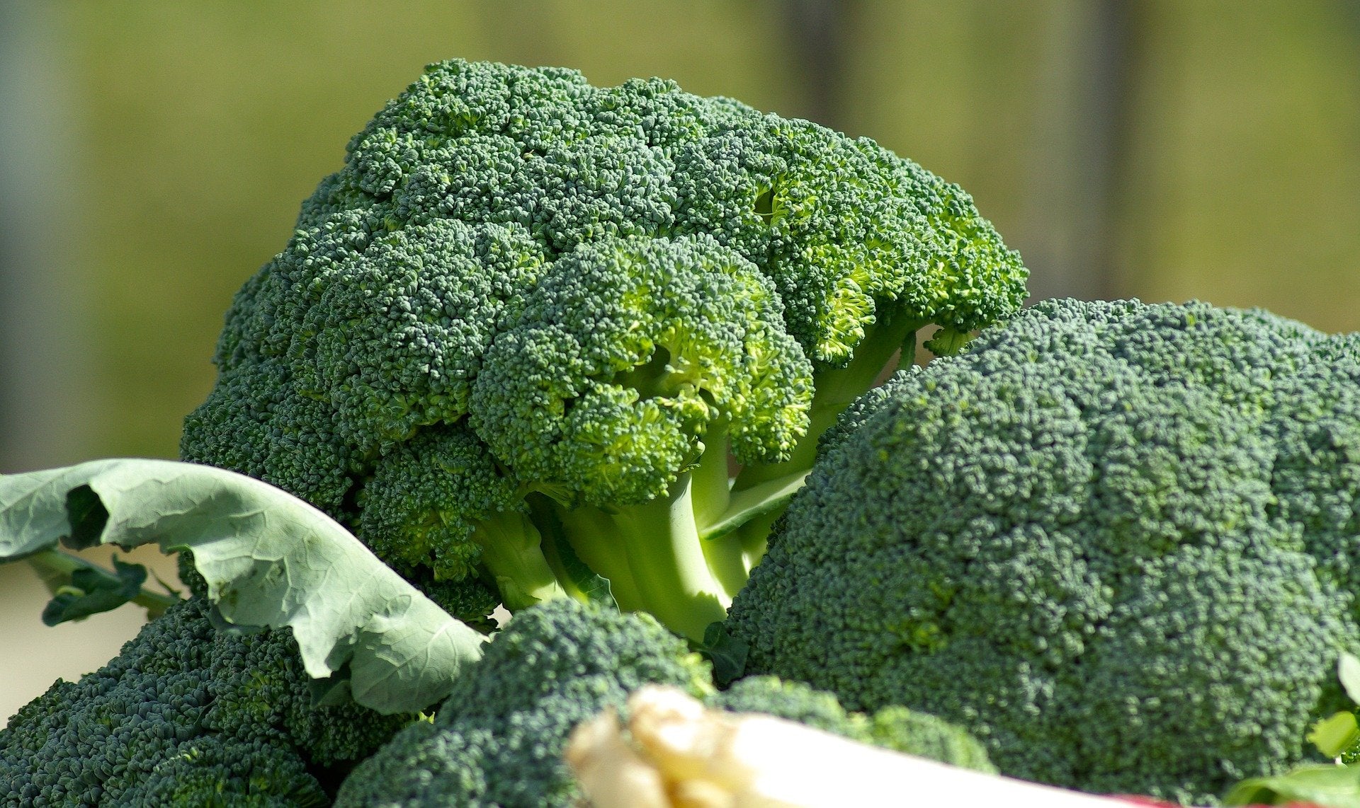 close up of broccoli