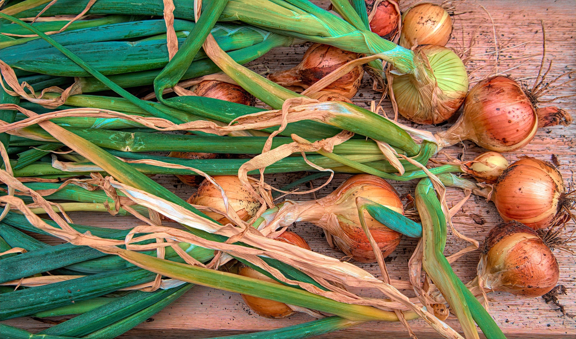 Onion Seeds