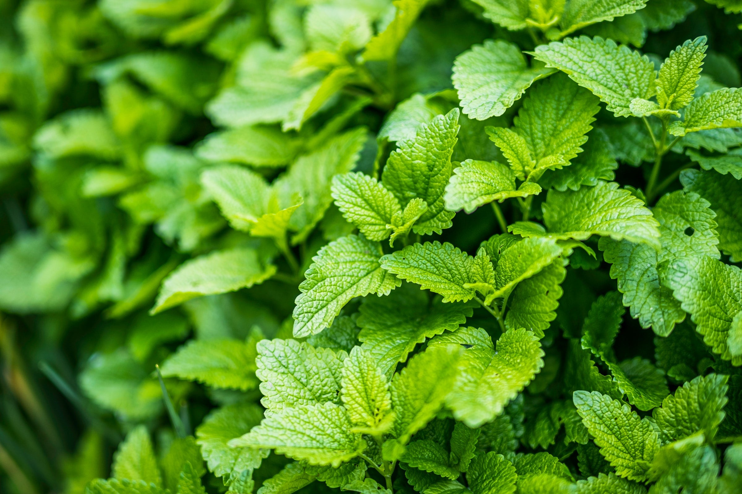 Lemon Balm Seeds