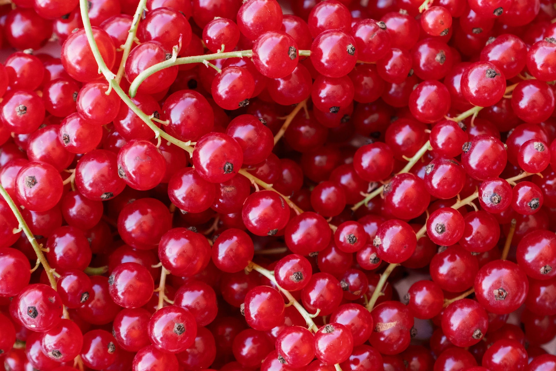 Currant Plants