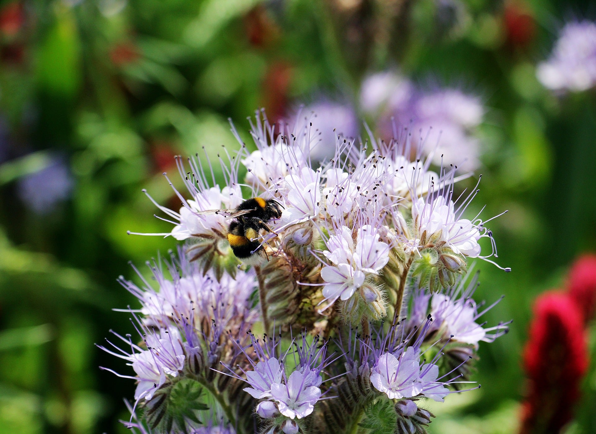 Phacelia Seeds