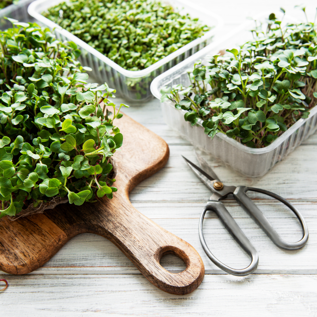 Microgreen Seeds