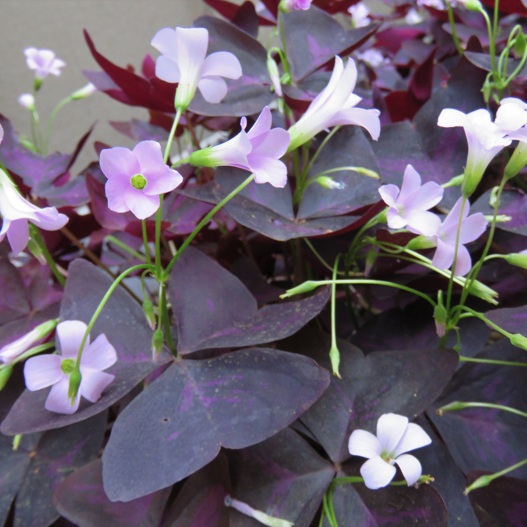 Oxalis