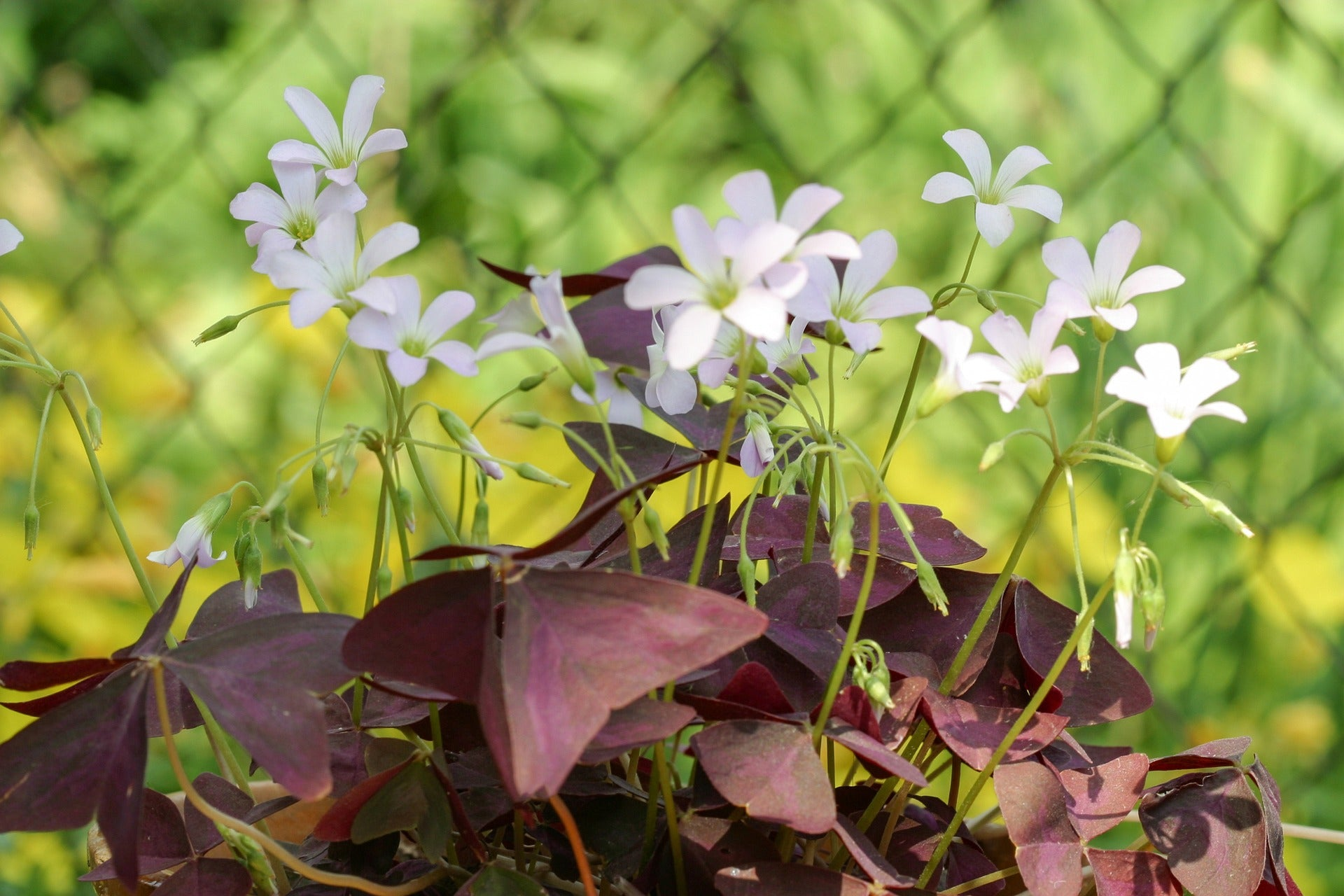 Oxalis Bulbs