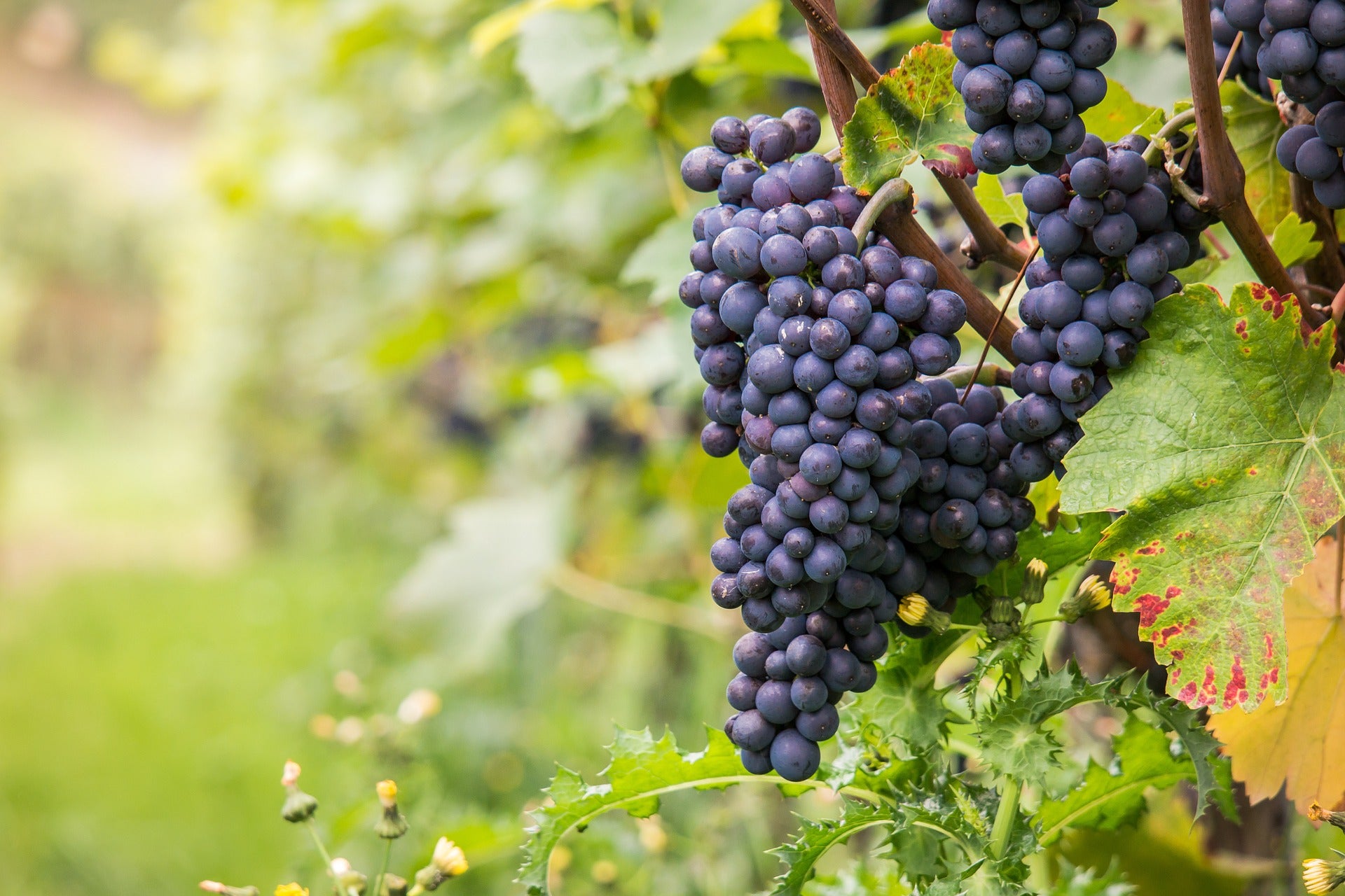 Grape Plants